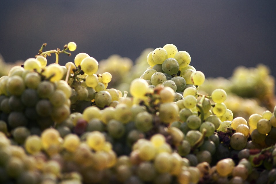 Portraits de bulles-chardonnay