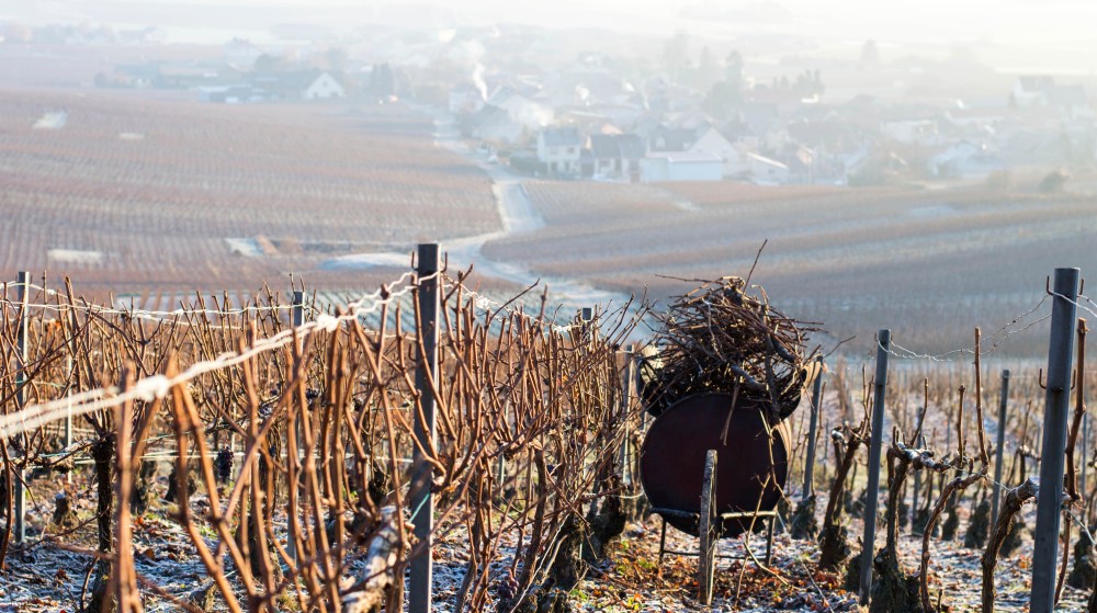 portraitsdebulles-nicolasmaillart-ecueil
